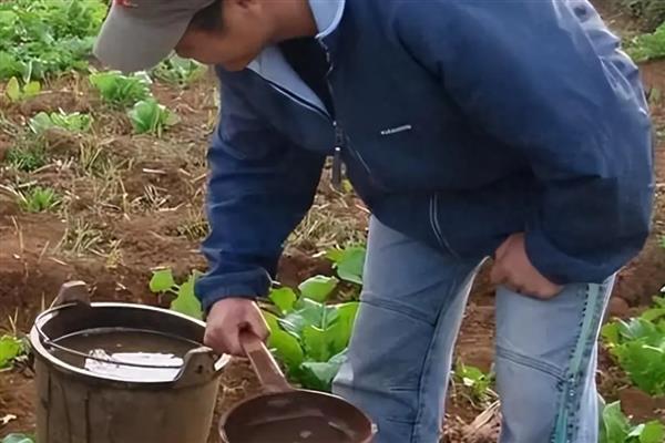 蔬菜换茬时要注意什么，粪肥需腐熟才能使用