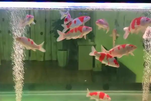 锦鲤胡子断了还能不能长,锦鲤胡子断了也能长