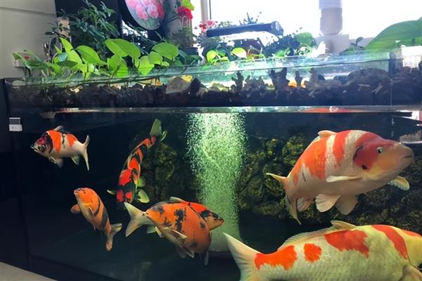 锦鲤胡子断了还能不能长,锦鲤胡子断了也能长