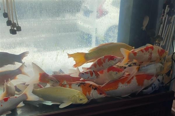 锦鲤胡子断了还能不能长,锦鲤胡子断了也能长