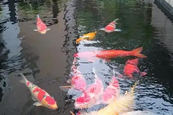 锦鲤胡子断了还能不能长,锦鲤胡子断了也能长