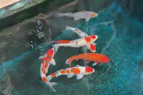 锦鲤胡子断了还能不能长,锦鲤胡子断了也能长