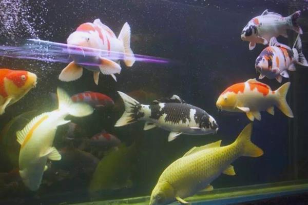 锦鲤胡子断了还能不能长,锦鲤胡子断了也能长