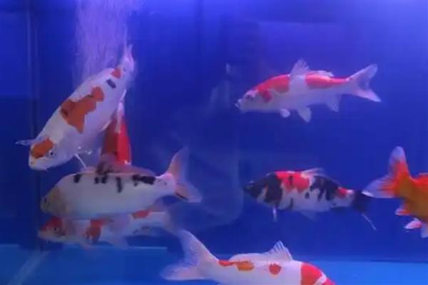 锦鲤胡子断了还能不能长,锦鲤胡子断了也能长