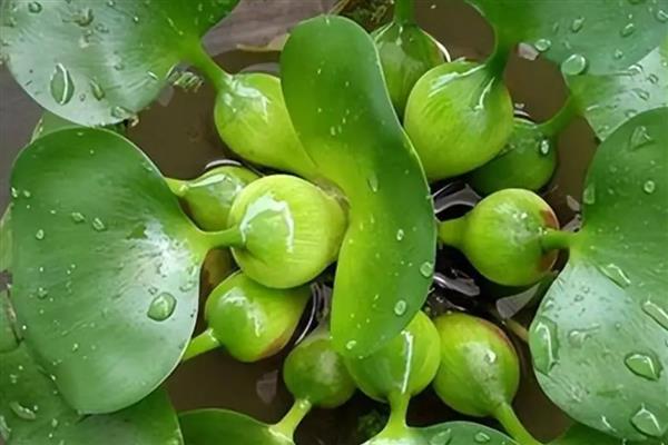水葫芦是什么植物，是浮水草本植物