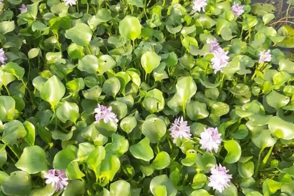 水葫芦是什么植物，是浮水草本植物
