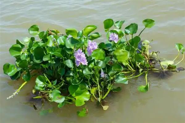 水葫芦是什么植物，是浮水草本植物