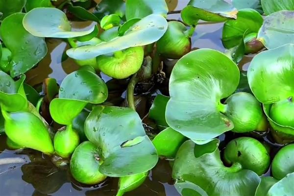 水葫芦是什么植物，是浮水草本植物