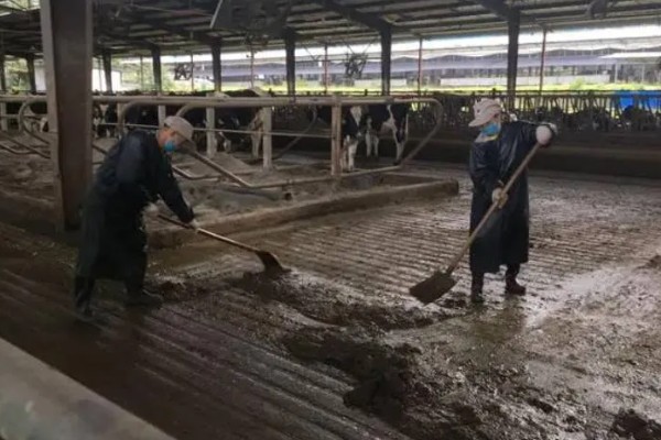 牛犊死没死怎么判断，其呼吸会停止