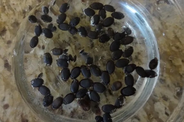 茄子高产栽培技术，秋季茄子播种时间在5-6月