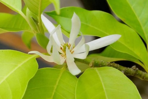 白兰花有什么作用，可用来观赏、制作精油、熏制花茶