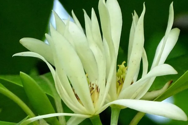 白兰花有什么作用，可用来观赏、制作精油、熏制花茶