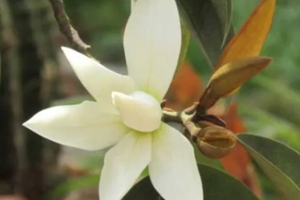 白兰花有什么作用，可用来观赏、制作精油、熏制花茶