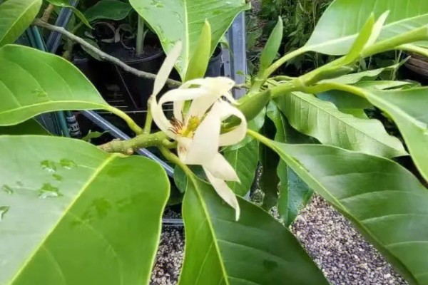 白兰花有什么作用，可用来观赏、制作精油、熏制花茶