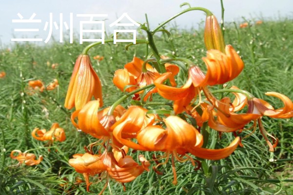 中国有什么百合产地,兰州百合具有很高的知名度