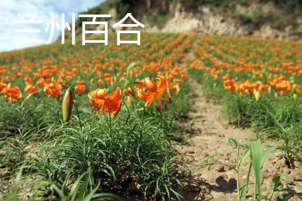 中国有什么百合产地,兰州百合具有很高的知名度