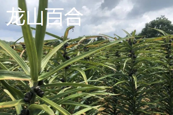 中国有什么百合产地,兰州百合具有很高的知名度