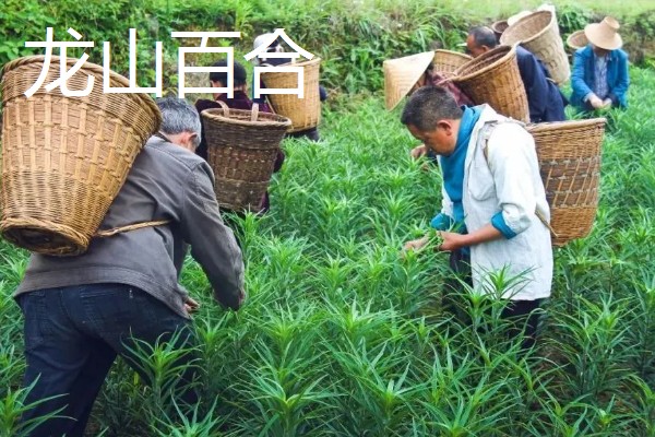 中国有什么百合产地,兰州百合具有很高的知名度