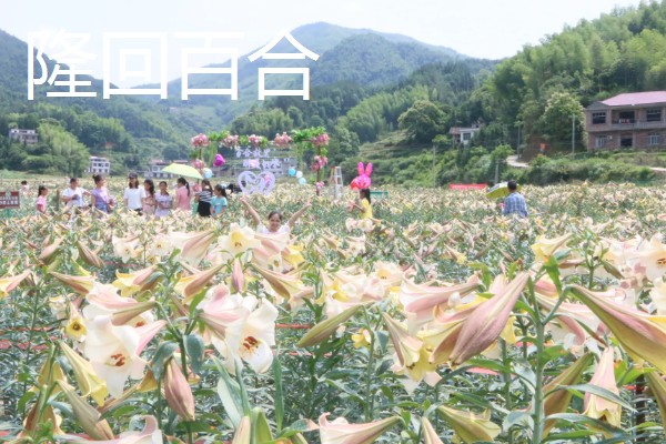 中国有什么百合产地,兰州百合具有很高的知名度