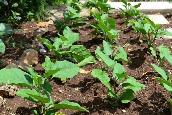 茄子高产栽培技术，秋季茄子播种时间在5-6月