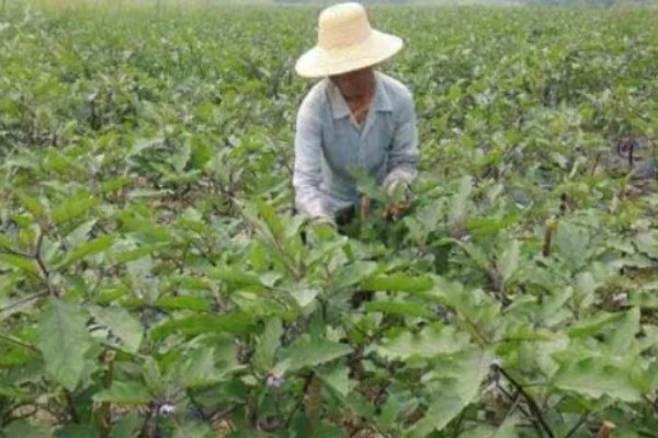 茄子高产栽培技术，秋季茄子播种时间在5-6月