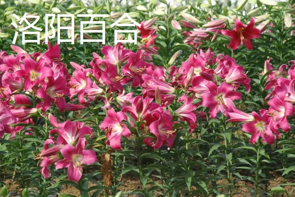 中国有什么百合产地,兰州百合具有很高的知名度