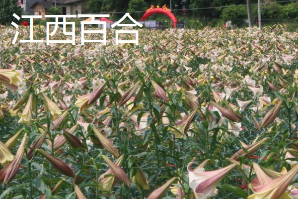 中国有什么百合产地,兰州百合具有很高的知名度