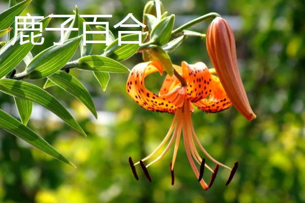 中国有什么百合产地,兰州百合具有很高的知名度