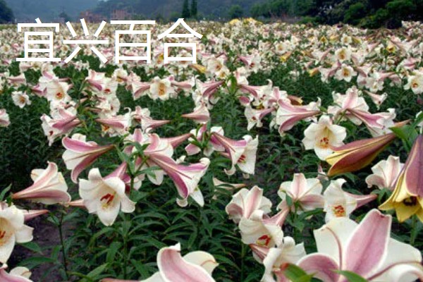 中国有什么百合产地,兰州百合具有很高的知名度
