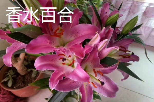 中国有什么百合产地,兰州百合具有很高的知名度