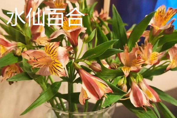 中国有什么百合产地,兰州百合具有很高的知名度