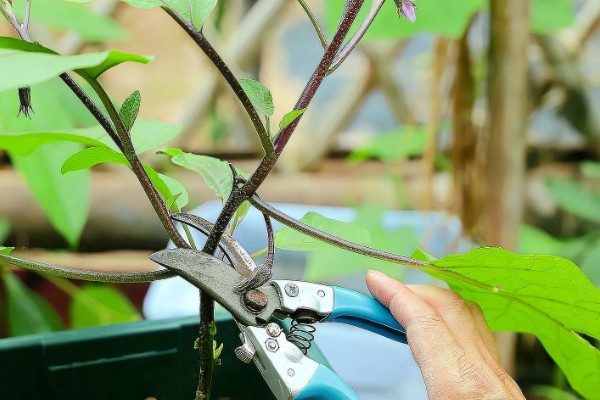 茄子高产栽培技术，秋季茄子播种时间在5-6月