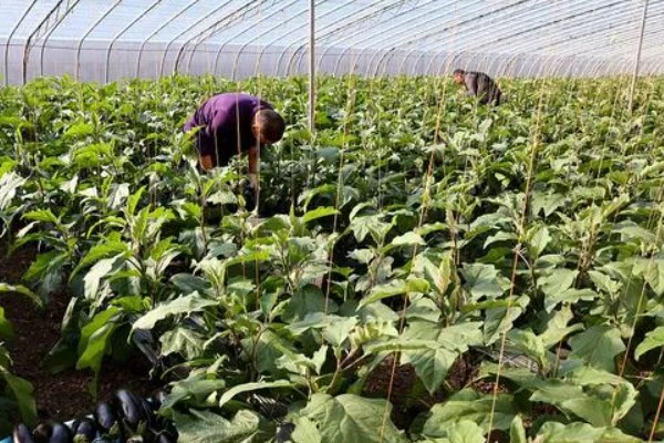 茄子高产栽培技术，秋季茄子播种时间在5-6月