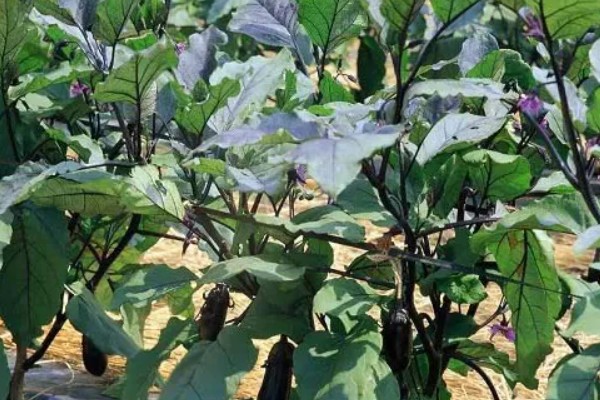 茄子高产栽培技术，秋季茄子播种时间在5-6月