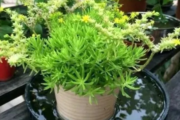 佛甲草的花语，寓意平凡的配角、低调的美丽等