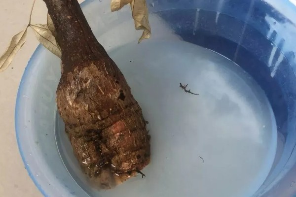 如何判断发财树死没死，可通过枝叶来进行判断