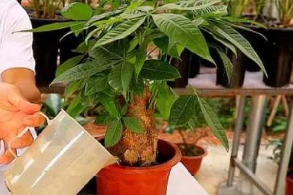 如何判断发财树死没死，可通过枝叶来进行判断