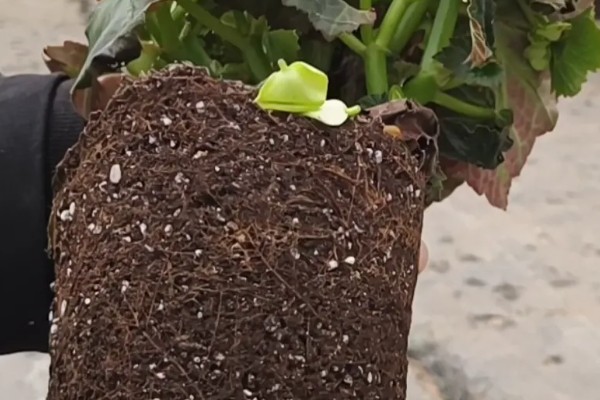 丽格海棠烂根如何处理，剪除腐烂部位经过消毒后再重栽