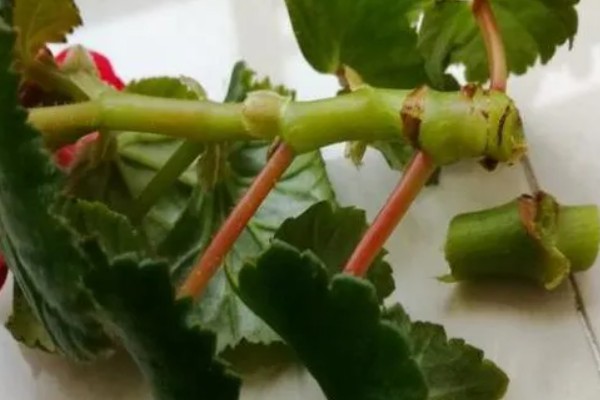 丽格海棠烂根如何处理，剪除腐烂部位经过消毒后再重栽