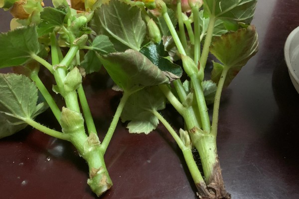 丽格海棠烂根如何处理，剪除腐烂部位经过消毒后再重栽