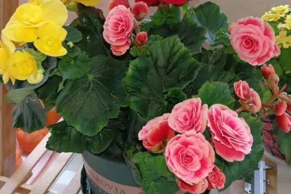 丽格海棠烂根如何处理，剪除腐烂部位经过消毒后再重栽