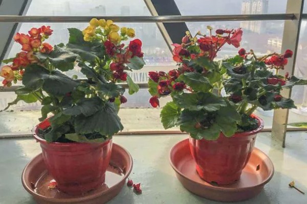 丽格海棠烂根如何处理，剪除腐烂部位经过消毒后再重栽