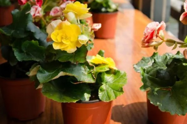 丽格海棠烂根如何处理，剪除腐烂部位经过消毒后再重栽