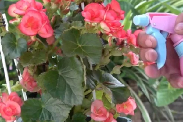 丽格海棠烂根如何处理，剪除腐烂部位经过消毒后再重栽