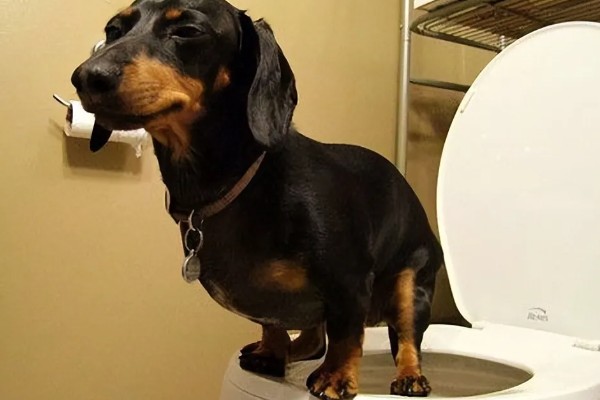 怎么引导狗狗大小便,吃完饭后定时带它到同一地点待命