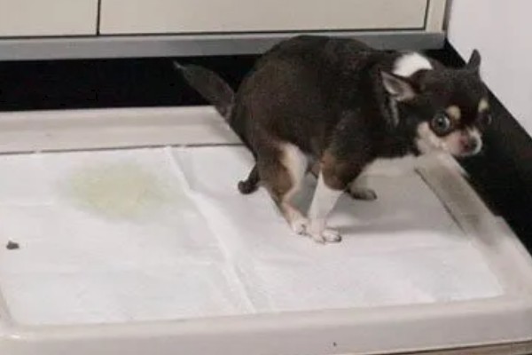 怎么引导狗狗大小便,吃完饭后定时带它到同一地点待命