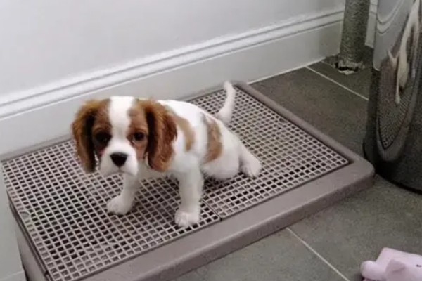 怎么引导狗狗大小便,吃完饭后定时带它到同一地点待命