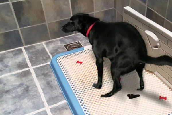 怎么引导狗狗大小便,吃完饭后定时带它到同一地点待命