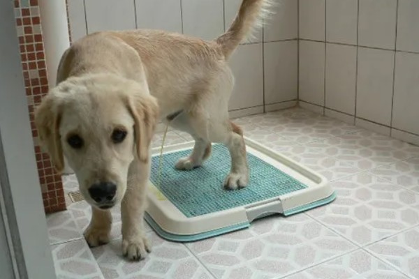 怎么引导狗狗大小便,吃完饭后定时带它到同一地点待命