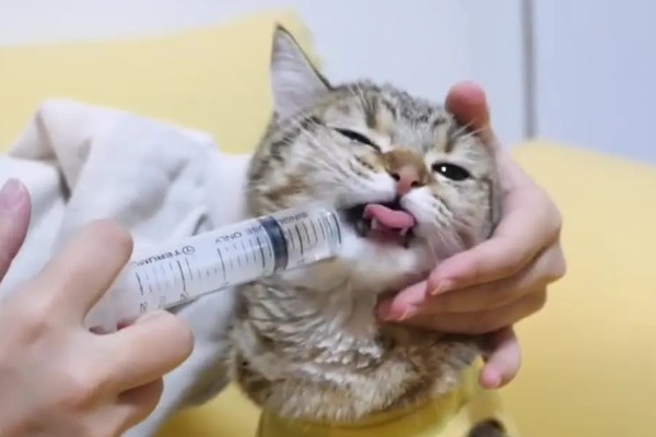 刚断奶的猫咪一直咳嗽怎么处理，可服用止咳药